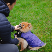 Load image into Gallery viewer, Henry Wag Purple Quilted Dog Jacket
