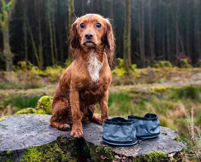 Snaffle Pack Portable Pet Bowl Set