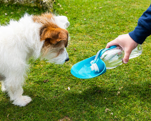 Pet Water Bottle With Leaf Bowl