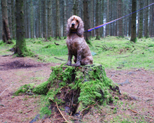 Load image into Gallery viewer, Henry Wag Standard Dog Collar