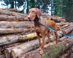 Henry Wag Standard Dog Collar