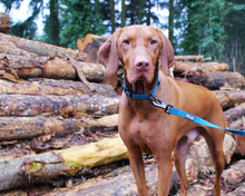 Load image into Gallery viewer, Standard Dog Lead