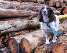 Load image into Gallery viewer, Henry Wag Standard Dog Collar