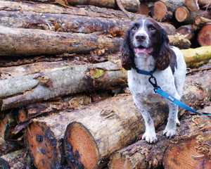 Henry Wag Standard Dog Collar