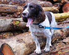 Load image into Gallery viewer, Standard Dog Lead