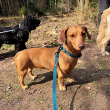 Load image into Gallery viewer, Standard Dog Lead