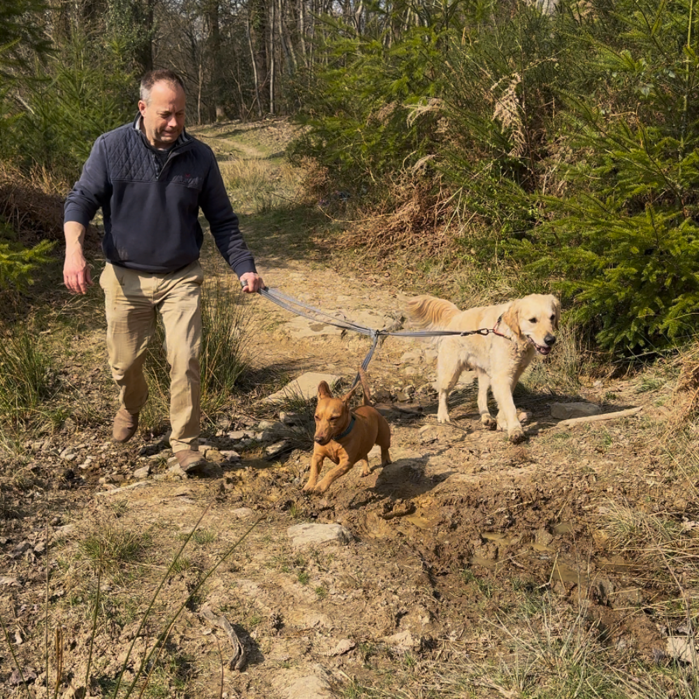 Henry Wag Dog Training Lead