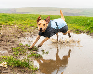 Waterproof Dog Coat