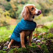 Load image into Gallery viewer, Henry Wag Quilted Winter Dog Jacket (Teal)